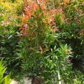 Tanaman Hias Pucuk Merah / Syzygium oleina / Pucuk merah Tanaman Hias  - Bibit pohon pucuk merah. 