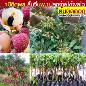 กิ่งตอนลิ้นจี่นครพนม คัดต้นใหญ่พิเศษ ให้ผลผลิตไว (ลิ้นจี่นพ.1 แท้ 💯%) ปลูก 1 ปีเริ่มได้เก็บผล สูง 110-120 cm. เป็นพันธุ์ที่ปลูกง่ายค่ะ