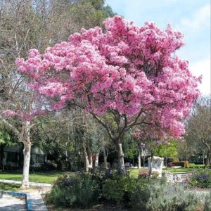 tanaman bunga sakura tabebuya 50cm bunga pink