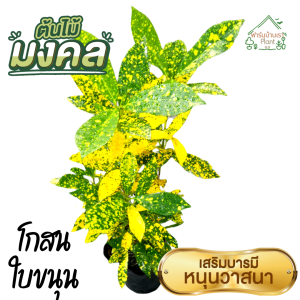 ต้นโกศล ต้นโกสน โกสน ไม้มงคล ในถุงชำต้นแข็งแรง พร้อมส่ง ต้นไม้มงคล โกศล (Croton) ใบทองเขียวจุด (ใบขนุน) ต้นไม้สวย
