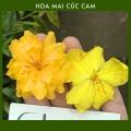 Mai Cúc Cam 24 cánh (Cúc Cam) chuẩn giống, mắt ghép khoẻ. 