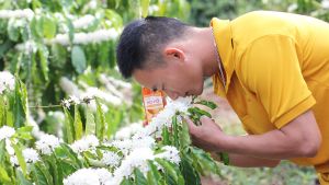 [Trợ giá sốc] 1 Lít mật ong nguyên chất hoa cà phê - thương hiệu mật ong Họ Hồ mật thật giá trị thật - mật ông Honey - Cam kết mật ong rừng hoa cafe - mật ông nguyên chất - Bán chạy bách hóa đồ ăn vặt bánh