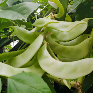 เมล็ดพันธุ์พืชสีม่วงแดงขอบคิ้วสีม่วงเมล็ดพันธุ์เกษตรกรสีเขียวอ่อนคิ้วถั่วฝักยาวเมล็ดถั่วเขียว