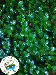 Ráy nana petite Thái full lá nước dễ trồng trang trí bonsai bể thủy sinh siêu đẹp