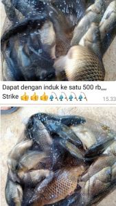 Essen Amis Ikan Mas Umpan Pancing Galatama Premium 5ml