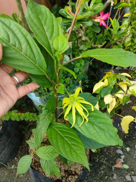 Dwarf Ylang Ylang (IlangIlang) Tree Plant Real or Live PlantReady