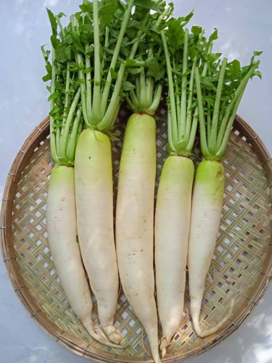 หัวไชเท้าขาว เรดิช หัว ปลูกง่ายโตเร็ว 100-200 เมล็ด เมล็ดพัน ธุ์ [10 ...