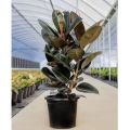 ( BISA COD ) Tanaman Hias Karet Kebo Merah Ficus Elastica / Pohon Karet Kebo Merah Tanaman Hidup Karet Kebo Tanaman Indoor Ficus Elastica. 