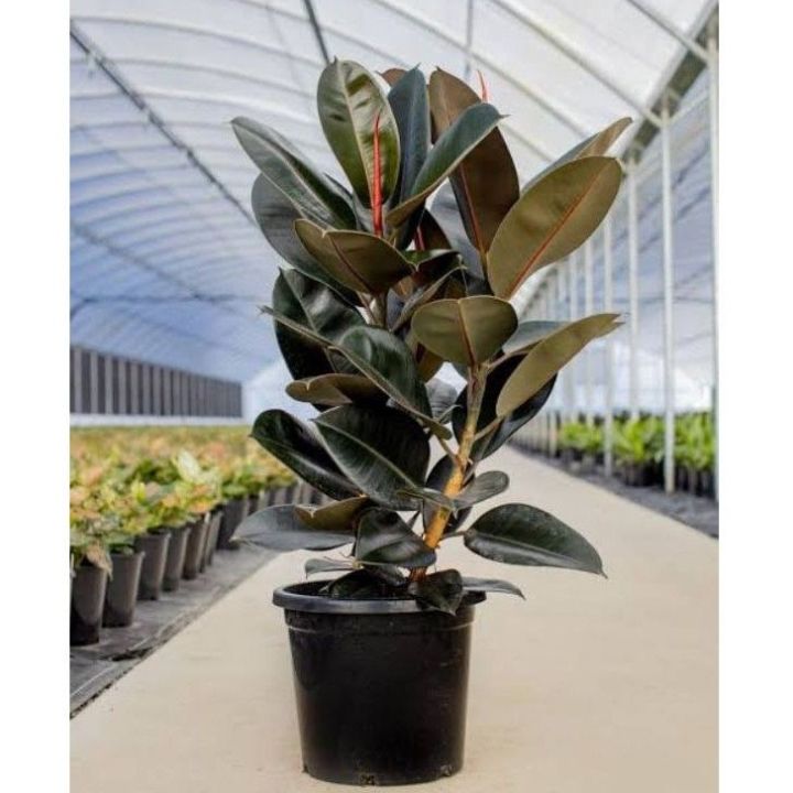 ( BISA COD ) Tanaman Hias Karet Kebo Merah Ficus Elastica / Pohon Karet Kebo Merah Tanaman Hidup Karet Kebo Tanaman Indoor Ficus Elastica