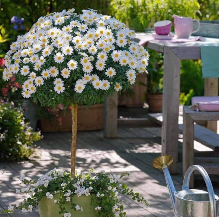 "G%C3%B3i%2050%20H%E1%BA%A1t%20"%20H%E1%BA%A1t%20gi%E1%BB%91ng%20hoa%20c%C3%BAc%20th%C3%A2n%20g%E1%BB%97%20-%20c%C3%BAc%20tr%C6%B0%E1%BB%9Dng%20th%E1%BB%8D%20-%20Image%202