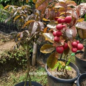 Bibit Kelengkeng Merah Unggul