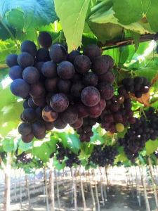 Cây nho giống Kẹo 126 Ninh Thuận trồng chậu thùng xốp leo giàn NK03