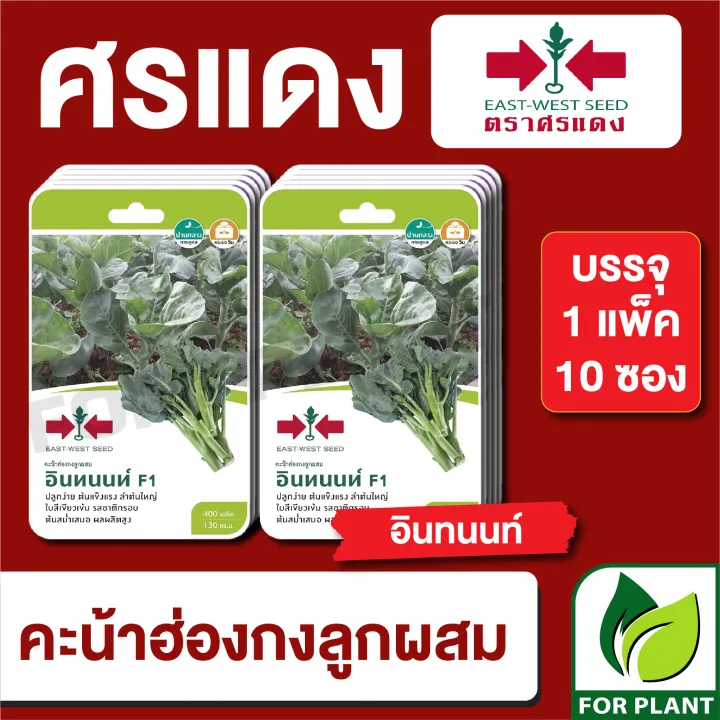 เมล็ดพันธุ์คะน้าฮ่องกง อินทนนท์ F1 ศรแดง แพ็ค 10 ซอง