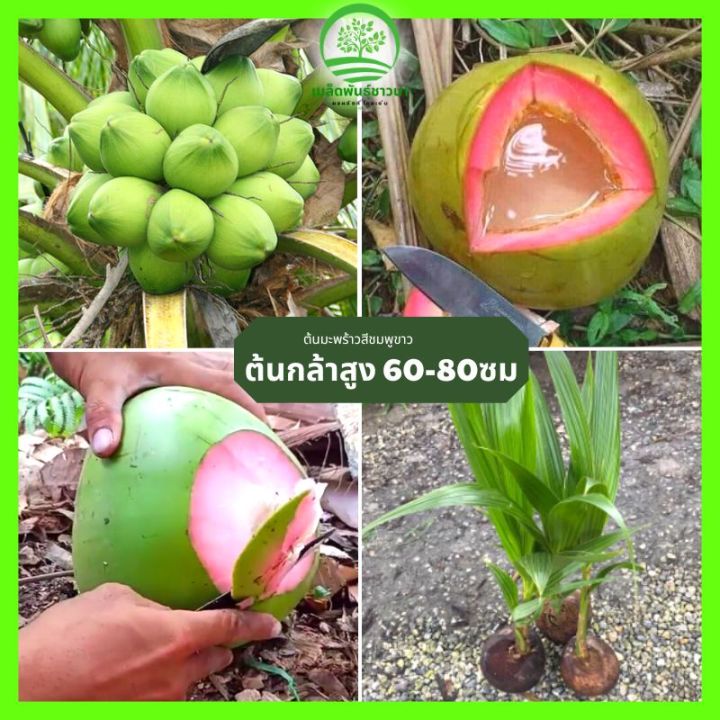 [ต้นกล้าเพื่อสุขภาพ] ต้นมะพร้าวสีชมพูขาวพูพันธุ์ F1 สุดยอดผลไม้ เหมาะ ...