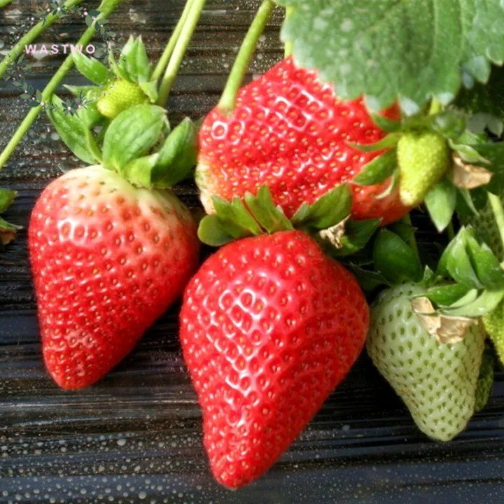 2PACK 100pcs Fresh Strawberry Growing Seeds Hybrid Gardening Organic