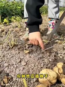 Fruit Sweet Potato Seeds- Easy To Grow Fruit Seeds for Planting High Yield Suitable for Novice Growers Fruit Seeds for Year-round Balcony Potted Plants and Small Courtyard Fruit Cultivation Seed