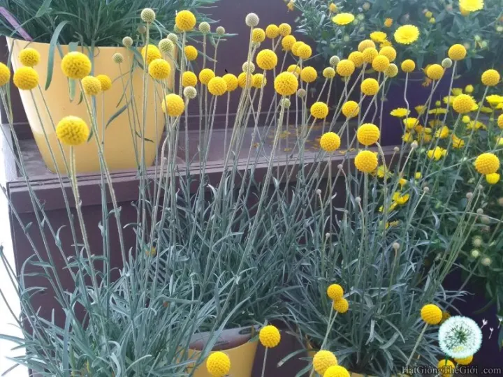 G%C3%B3i%2020%20%20h%E1%BA%A1t%20gi%E1%BB%91ng%20hoa%20C%C3%BAc%20N%C3%BAt%20%C3%81o%20V%C3%A0ng%20-%20Image%202