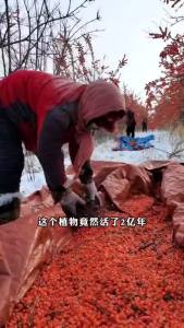 Kem đánh răng hải dương giúp làm sạch loại bỏ vết bẩn bảo vệ nướu làm chắc nướu làm thơm hơi thở và chăm sóc răng miệng.