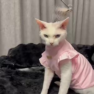Cross-border German hairless cat clothes spring-summer thin princess style anti-shedding sleeveless Ragdoll silver gradient with small flutter sleeves
