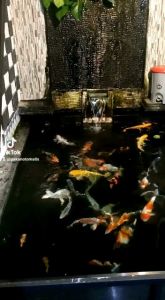 Autofeeder koi / auto feeder koi fish / alat pakan ikan otomatis 3kg