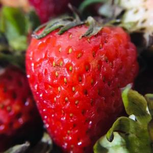 Binhi Strawberry Fruit 50 Seeds Pantanim Outdoor Garden Pot Plant