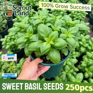 [High Germination] Organic Sweet Basil Seeds for Planting Herbs Plants (250 Seed) Fresh Basil Herbs Seeds Edible Basil Leaves Seeds Genovese Basil Plant Bonsai Seeds Garden Balcony Indoor Potted Basil Live Plant Bonsai Vegetables Seeds Beginners Easy Grow