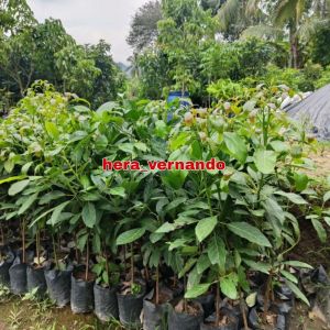 Bibit Alpukat Hawai Pluwang Jumbo Super