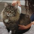 [SALE] New Flea Doctor Electric Comb Wise Goods Electric Pet Flea Lice Cleaner Comb Grooming Removal Tools For Cat Dog Cleaning Brush Anti Flea Pet Supplies. 