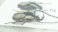 bọ cánh cứng , beetles . insect côn trùng bọ sừng y mini . côn trùng tại miền bắc việt nam # 01. 