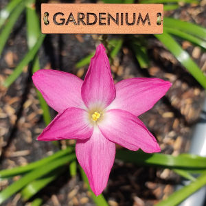 Umbi Bunga Rain Lily Heart Throb - Rainlily Zephyranthes Hybrid