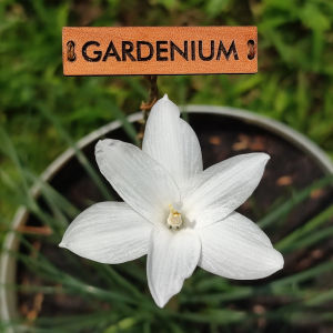 Umbi Bunga Rain Lily Traubii San Carlos - Rainlily Zephyranthes Hybrid