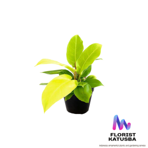 tanaman hias philodendron moonlight philodendron lemon