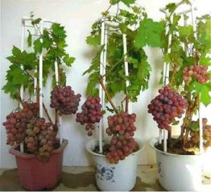 Bibit Anggur Import Manis