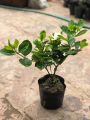 Cây hoa bạch thiên hương cao 50 - 60 cm đang nụ hoa. 