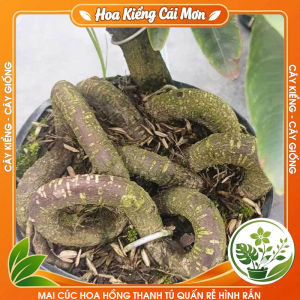 Mai Cúc Hoa Hồng Thanh Tú Quấn Rễ Hình Rắn - Dáng Cây Độc Lạ Hoa Đẹp Nhiều Cánh Trang Trí Nhà Cửa Sân Vườn Văn Phòng