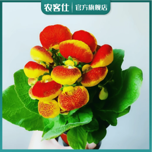 蒲包花种子四季易种荷包花混合家庭阳台绿植花卉花草进口春秋种籽