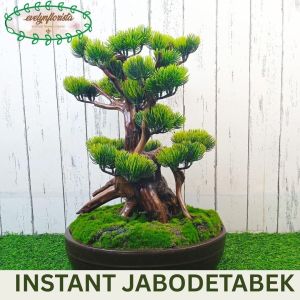Pohon Hias Tanaman Artificial Bonsai Lohansung Latex Pot Semen Oval Dekorasi Ruang Tamu