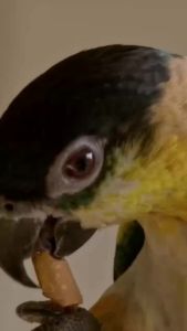 SMARTHEART PARROTS & CONURES 1kg