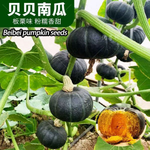 Giant pumpkin seeds are easy to grow vegetable seeds are high-yielding and can be planted all year round