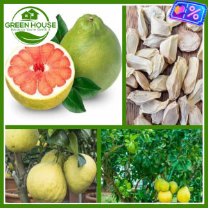 Green House® - Pomelo/Suha Davao Seeds for Planting Vegetable Plants F1 (5 Seed) incl. Instructions Citrus Fruit Plant