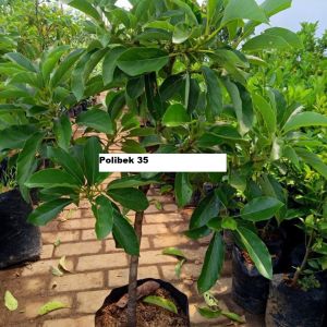 Bibit Alpukat SWY 02 hasil okulasi super king