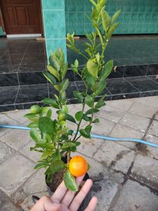 Bibit Jeruk Santang Madu Kondisi Berbuah Banyak Super
