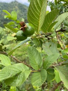 VLIFE GLORY TEH DAUN JAMBU BELI 4 PERCUMA  1 KOTAK T15 / Vlife Glory GUAVE LEAVES TEA buy 4 ( T30 ) FREE 1box Guava Leaves Tea (T15)/ 番石榴叶茶包 买 4 （ 30包装 ）送 1盒15包装茶