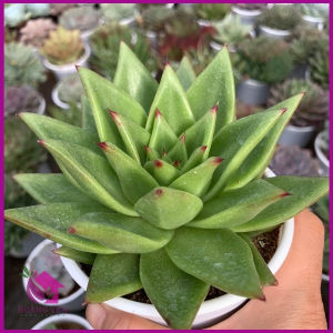 Sen đá Đế son môi size Trung 8 cm cây khỏe già vượt size