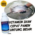 Vitamin Ikan Nila Biar Cepat Besar/Vitamin Meningkatkan Nafsu Ikan Untuk Penggemukan Ikan Nila. 