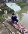 Mồi câu cá trắm đen, câu đài và câu lục, gồm 1 túi thính dụ, 500 gram ngô hạt và 500 gram thóc thơm. 
