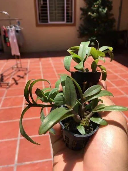 Phi%20%C4%91i%E1%BB%87p%20t%C3%ADm%20H%C3%92A%20B%C3%8CNH%20-%20Image%205