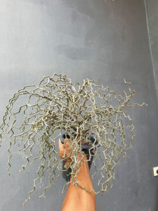 ต้นยูโฟร์เบีย เดคาร์ยา มาดากัสกาเรียนซิส Euphorbia Decarya madagascariensis #Zigzag #กระถางต้นไม้