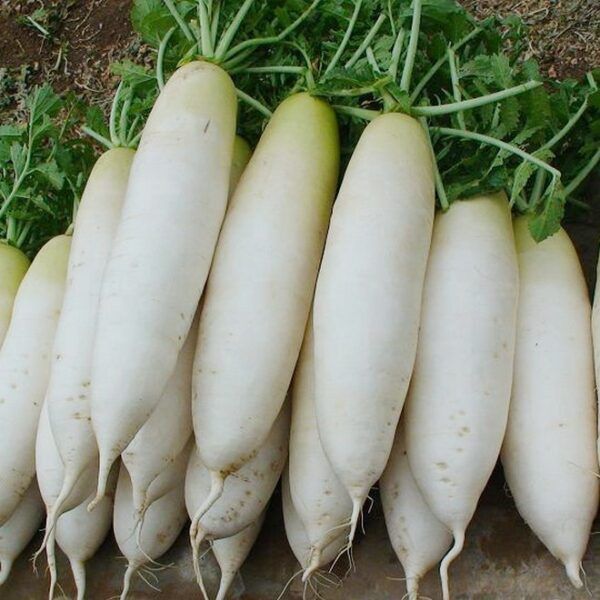 Malaysia Ready Stok Biji Benih Lobak Putih Radish Seed Lazada