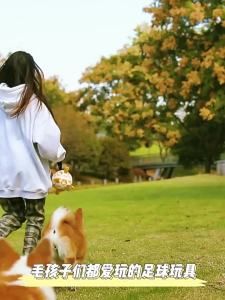 Pet Toy Ball Dog OutdoorToy Sound Inflatable Football Dog Toy Interactive Training